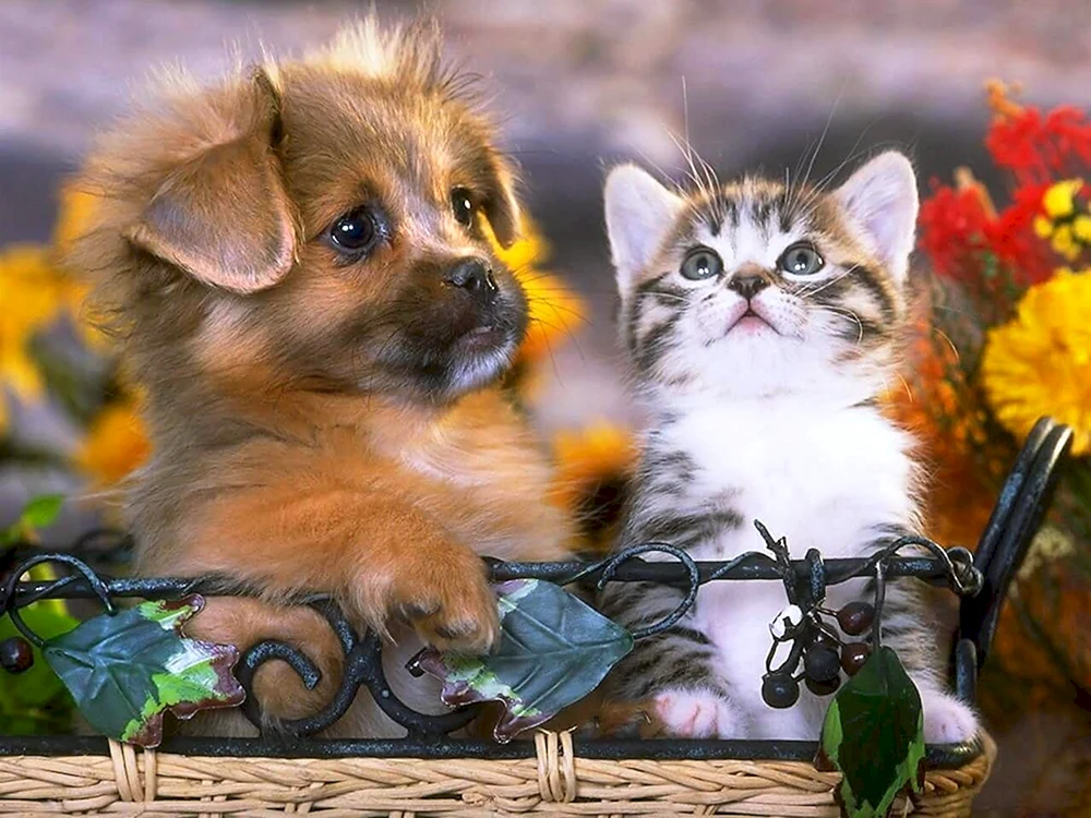 Hunde und Kätzchen