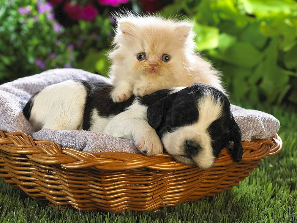 Hunde und Hunde