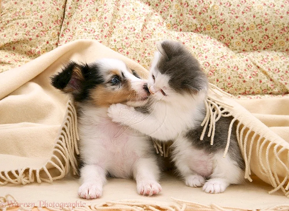 Hunde und Kätzchen
