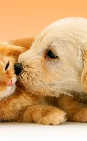 Hunde und Katzenbabys