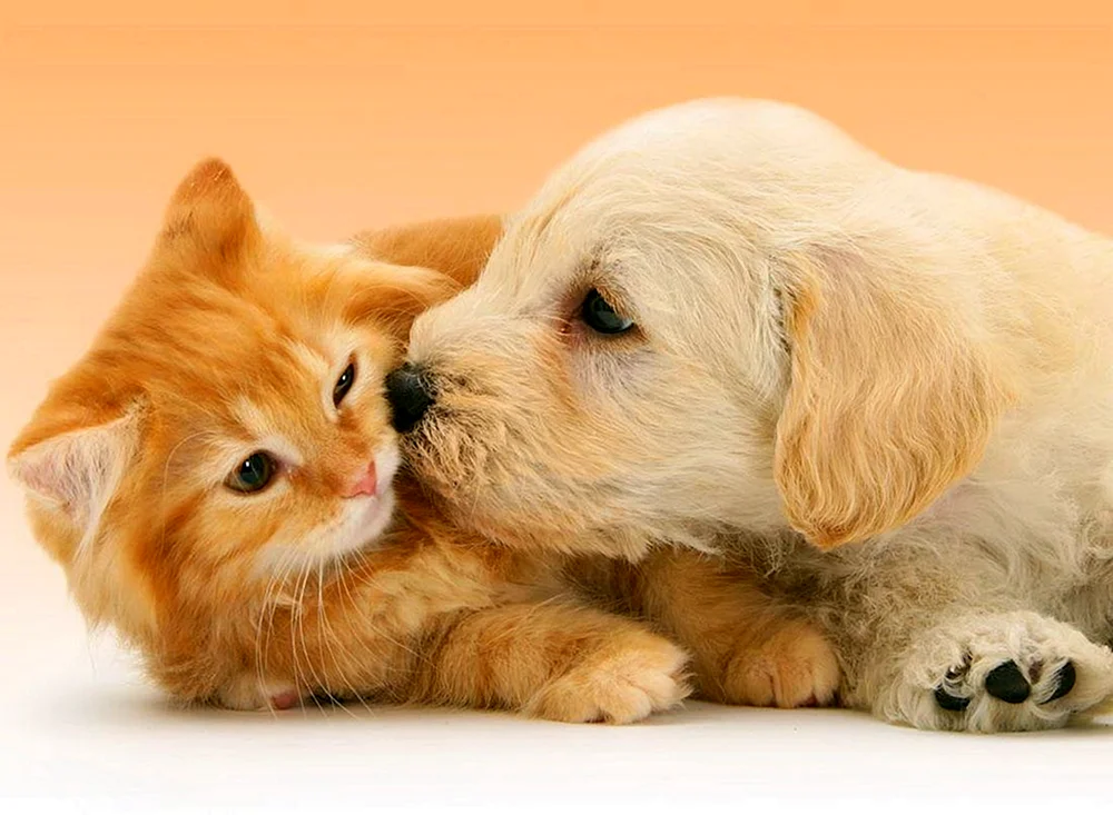 Hunde und Katzenbabys