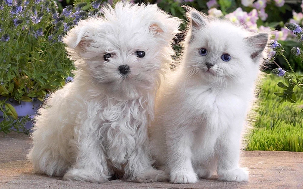 Hunde und Katzenbabys