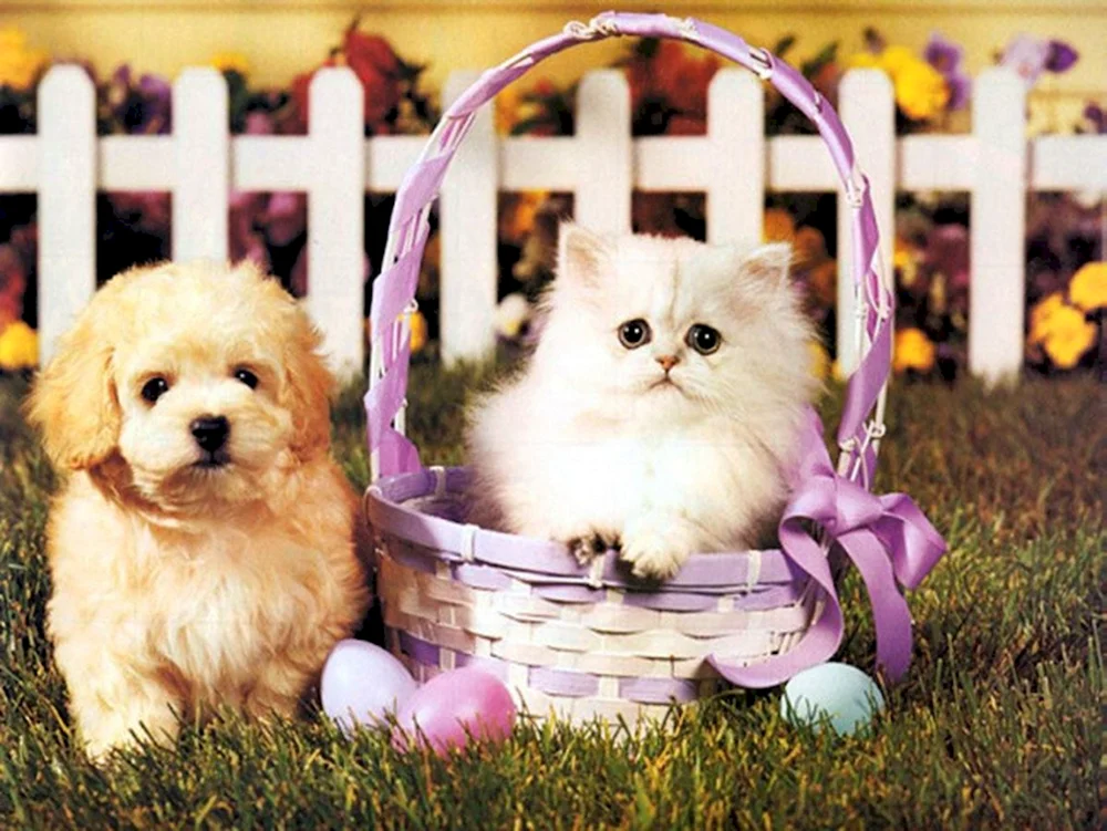Hunde und Katzenbabys