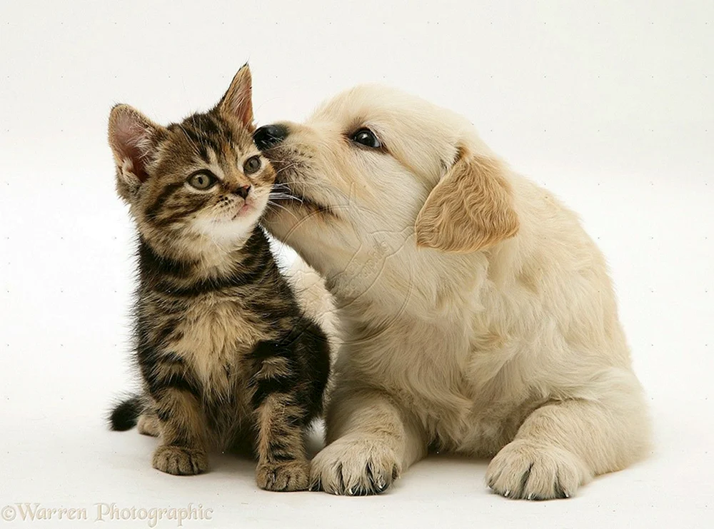 Hunde und Katzenbabys