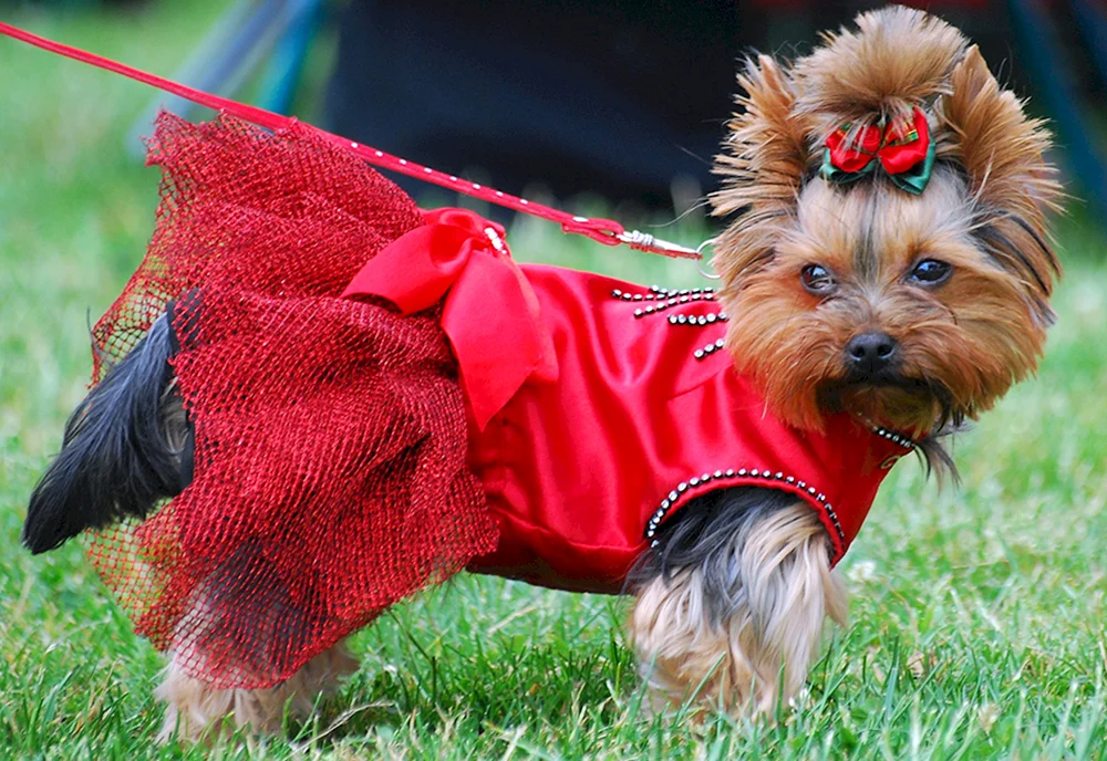Scottish Terrier Hunde