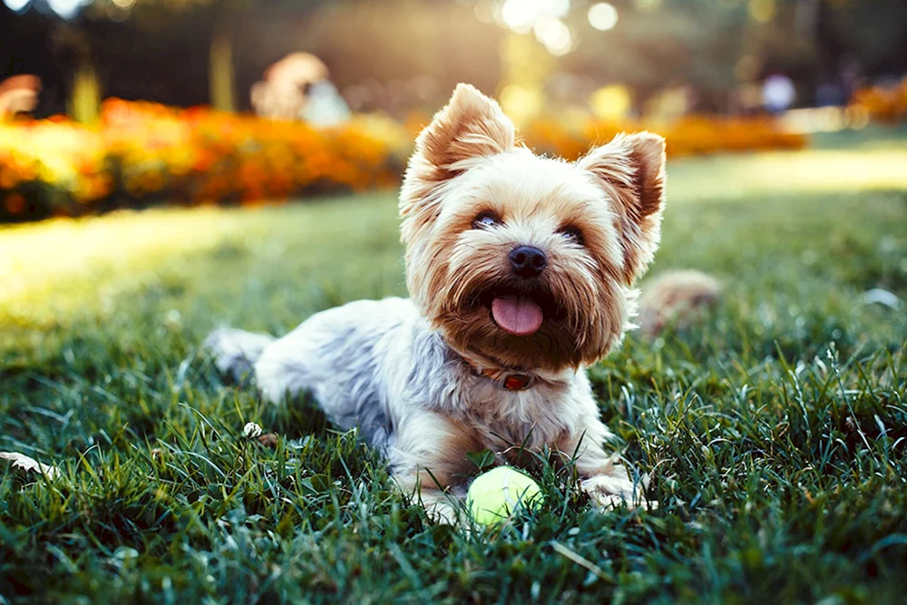 Eschco Terrier Hunde