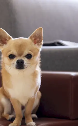 Hunderassen Chihuahua