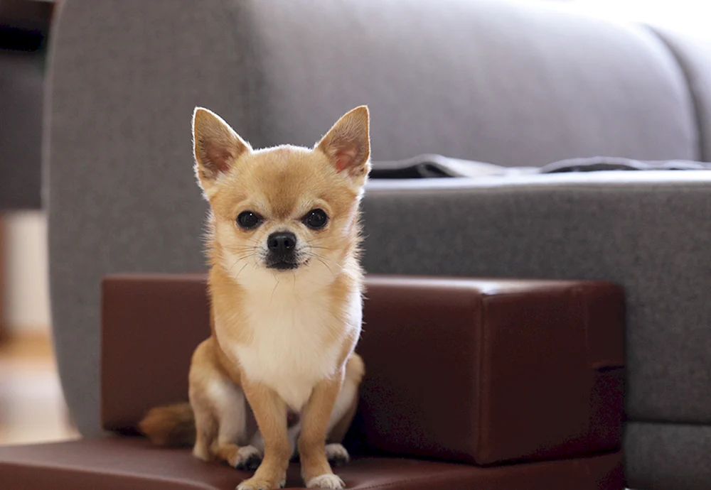 Chihuahua Hunde
