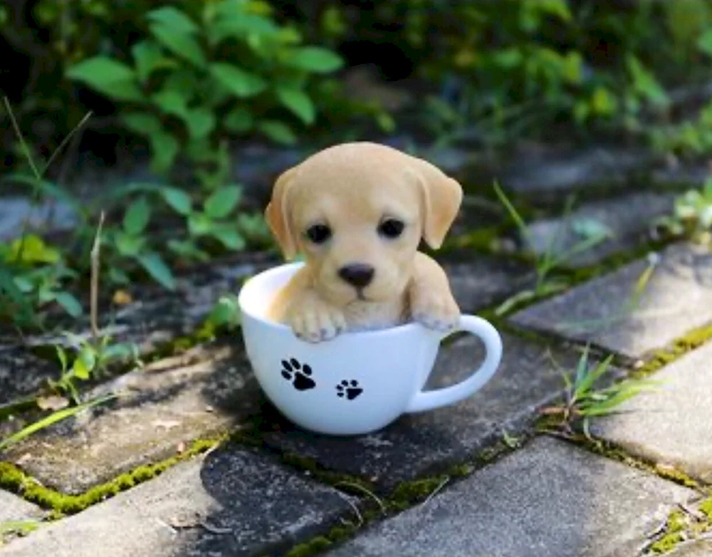 Teacup-Hunde