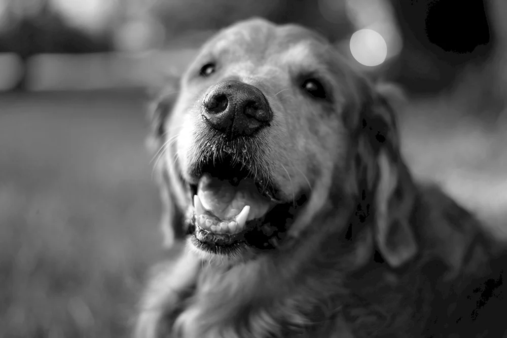 Hund