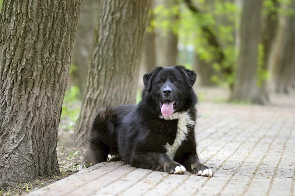Altaisky-Schäferhund
