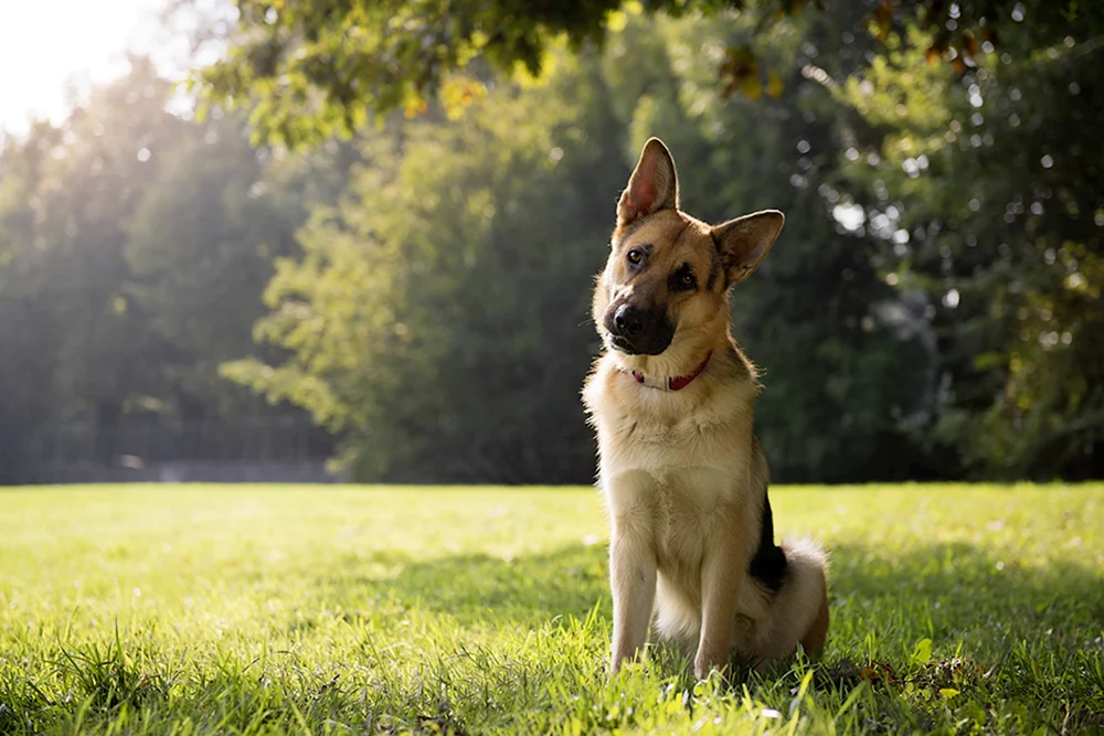 Hund
