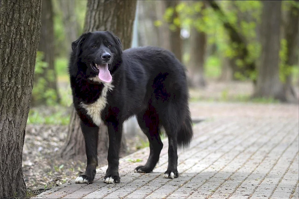 Altai-Schäferhund