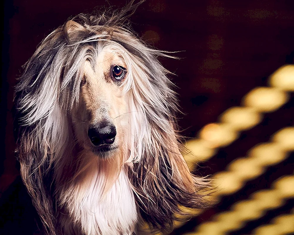 Afghanischer Windhund Schäferhund