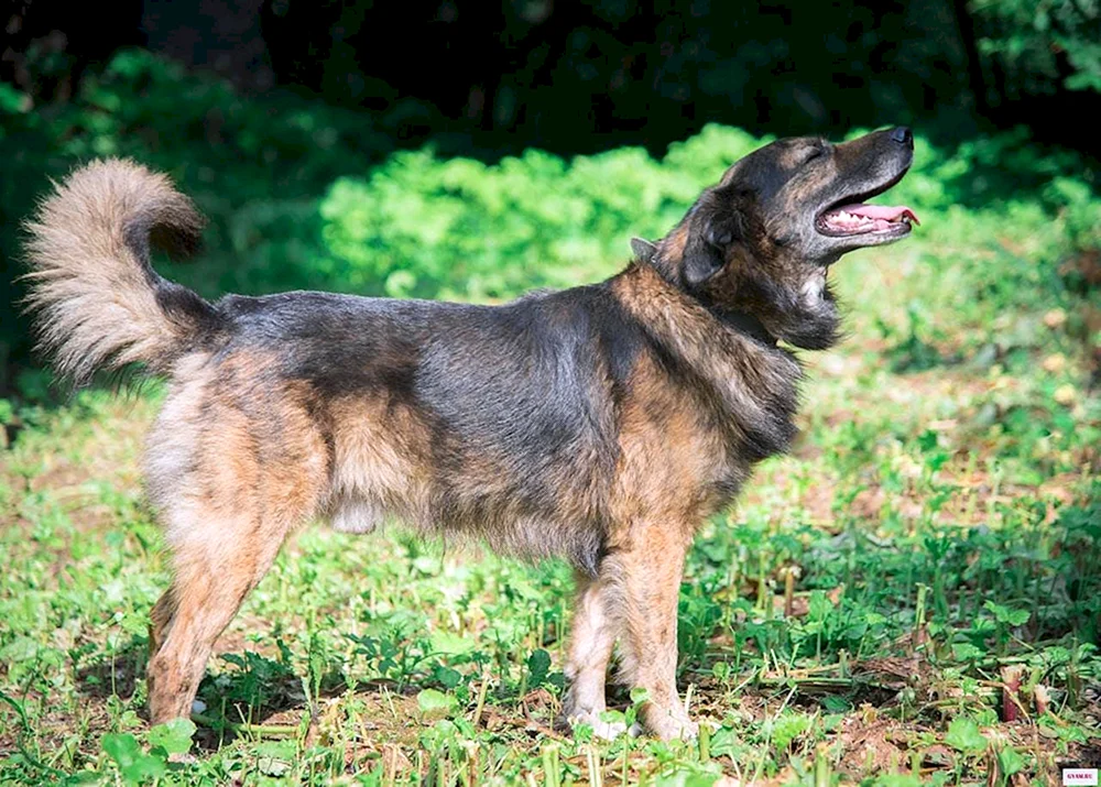 Altai-Schäferhund