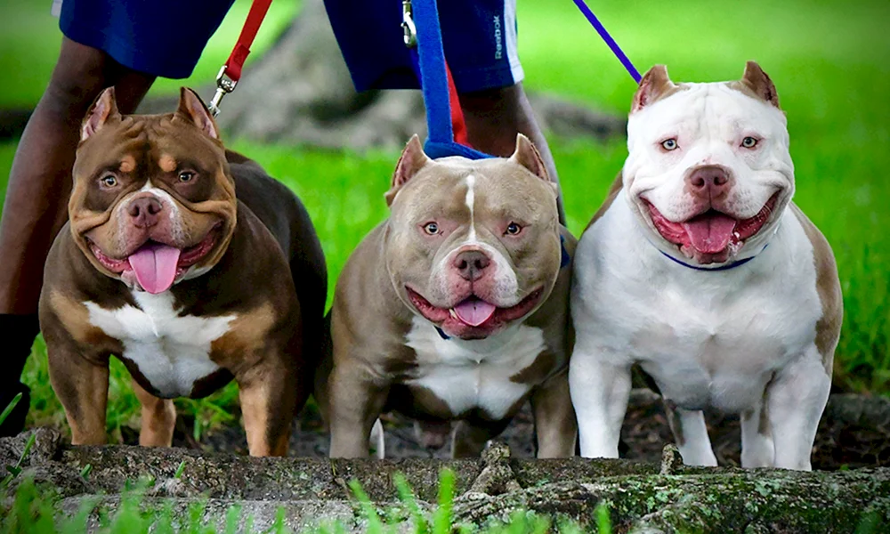 Staffordshire Terrier Bullie