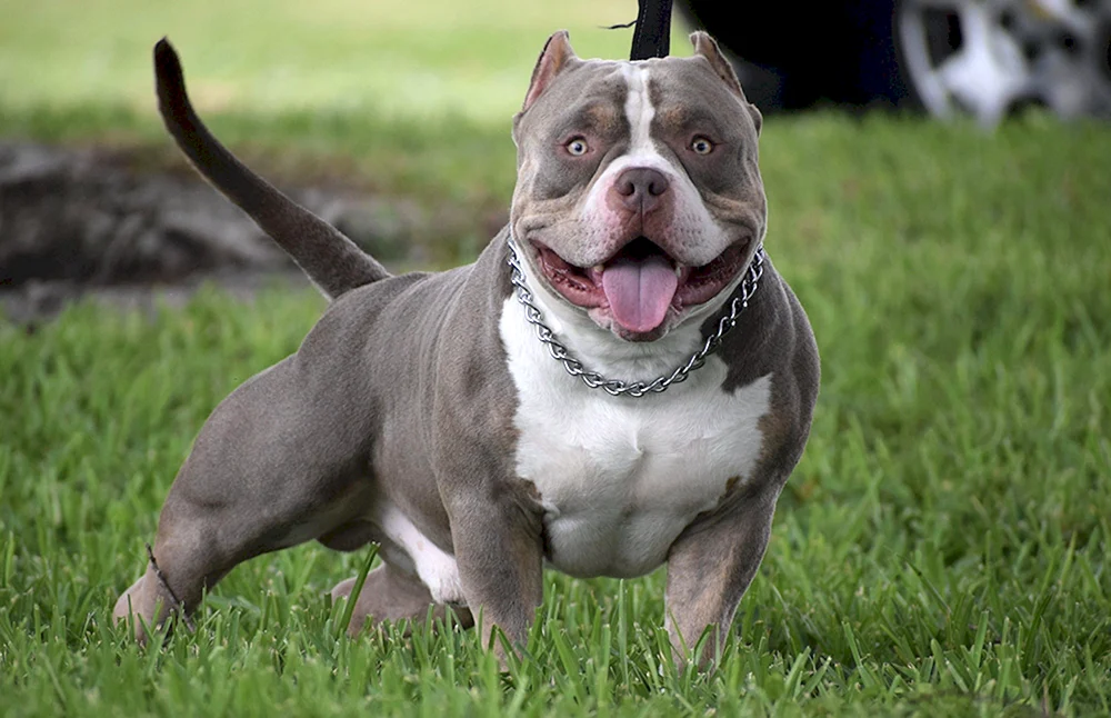 Bullie