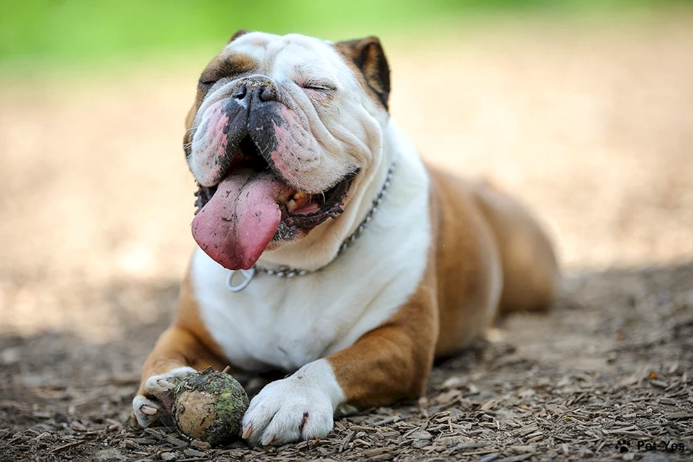 Belgische Bulldogge