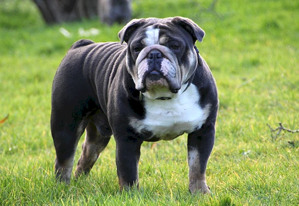 Englische Bulldogge Welpen