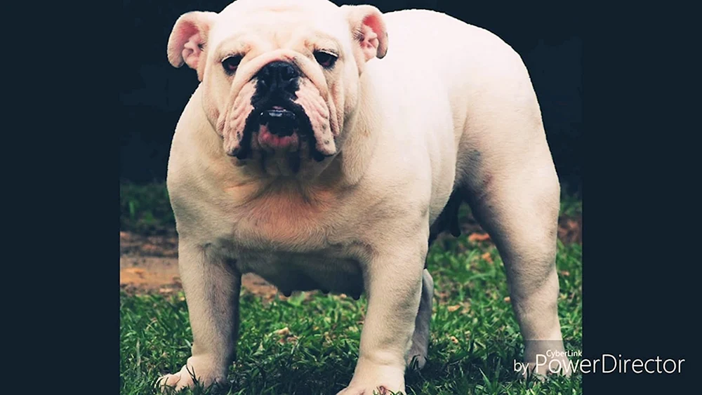 Englische Bulldogge Hunderassen