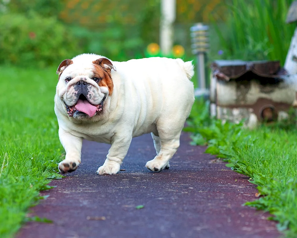 Englische Bulldogge