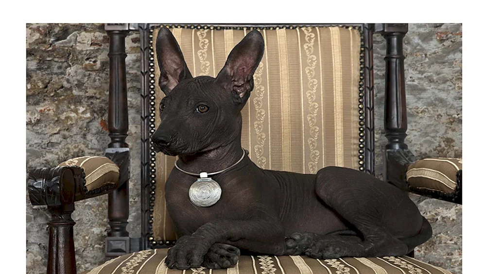 Xolo Mexican Crested Hund