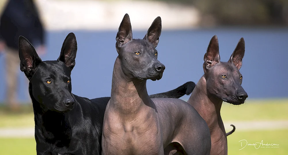 Xoloitzcuintli Anubis