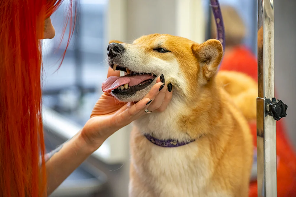 Smiling Hund Siba Inu