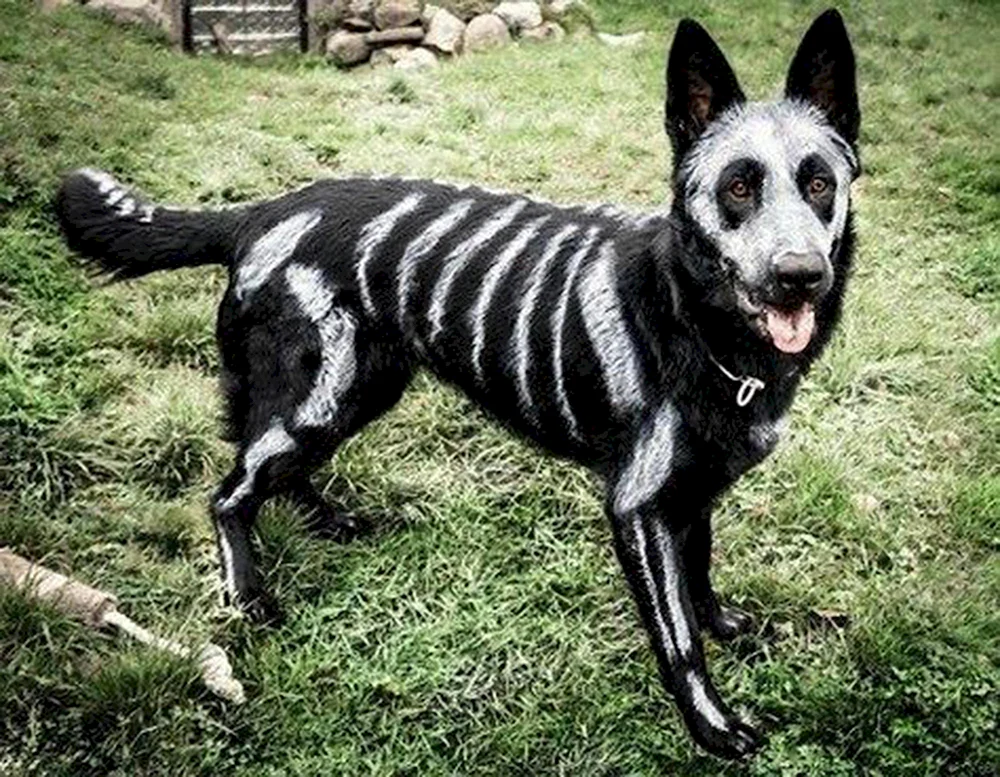 Belgischer Schäferhund Malinois Tiger