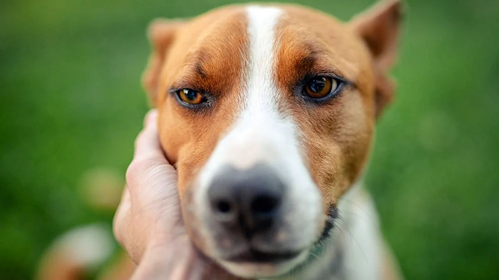 Hund weiß ujkjdf braun