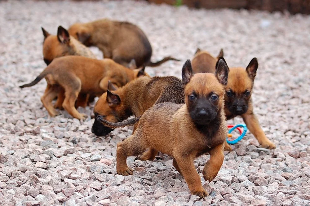 Belgischer Schäferhund Malinois