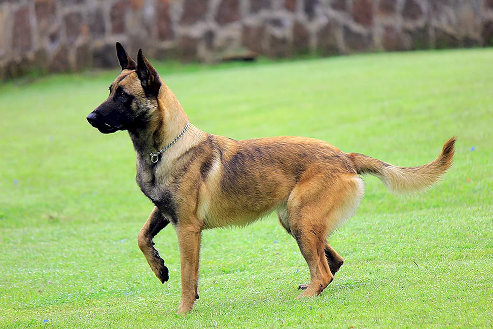 Belgischer Schäferhund Malinois