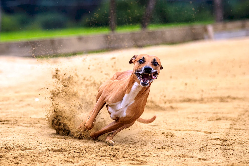 Hund laufend