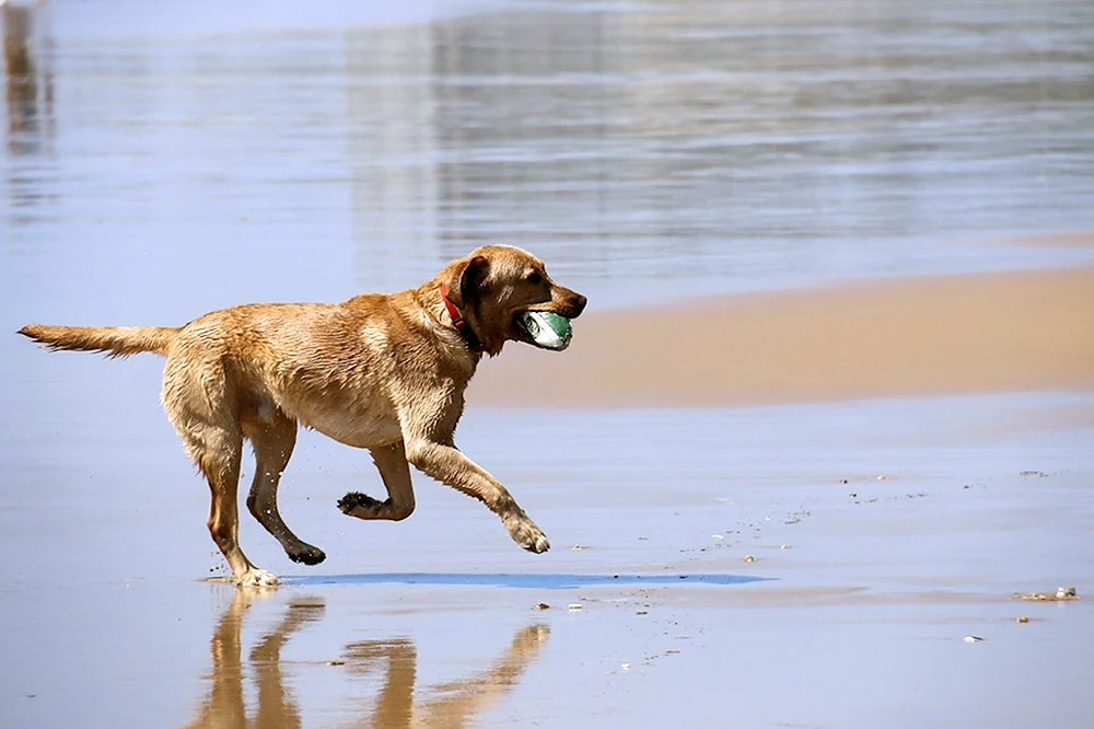 Hund laufend