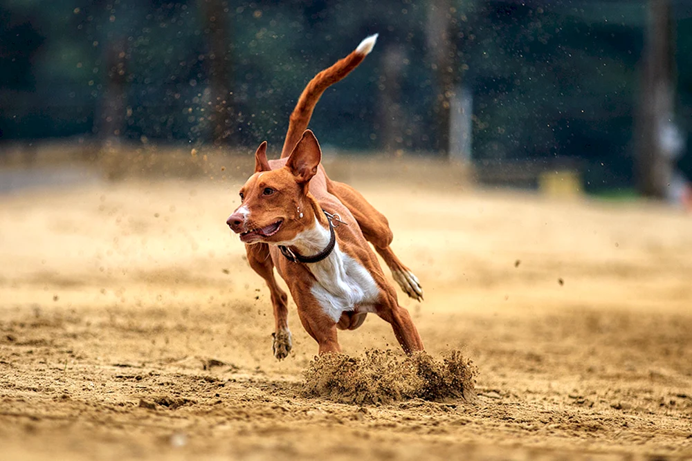 Hund laufend
