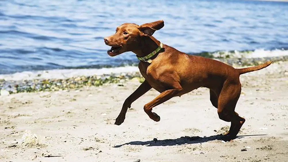 Malinois obediens