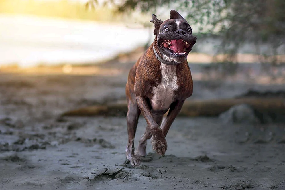 Hund läuft