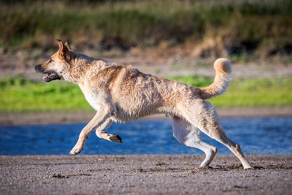 Hund läuft