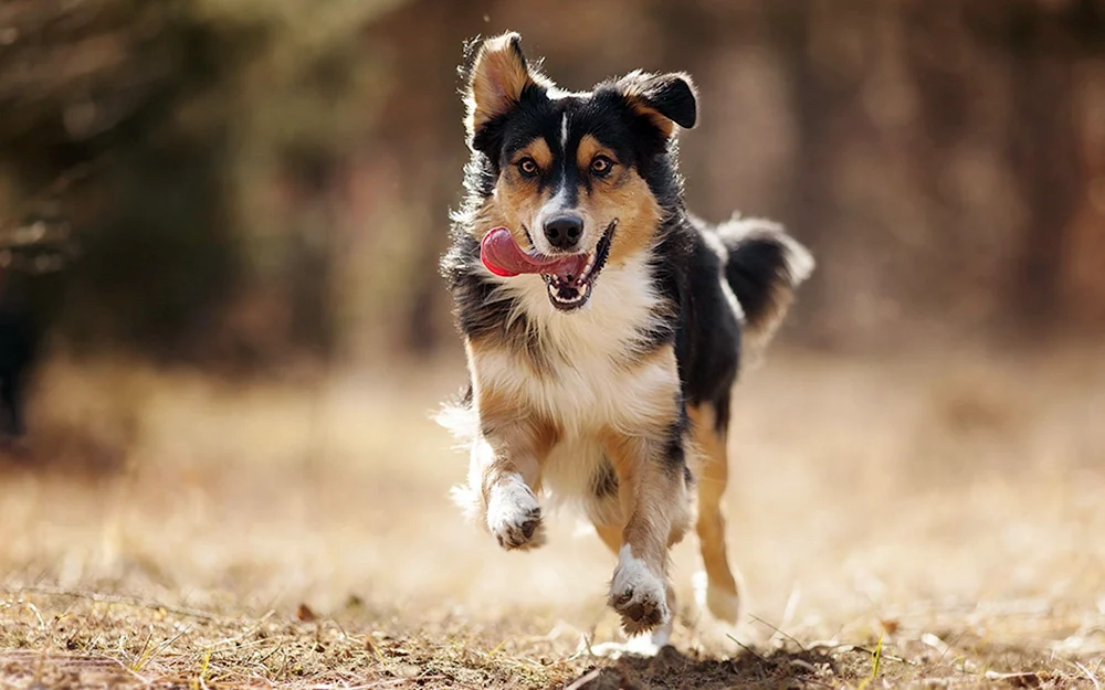 Hund läuft