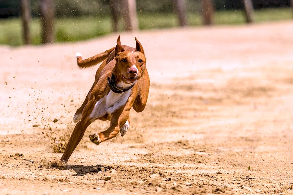 Grauhund läuft