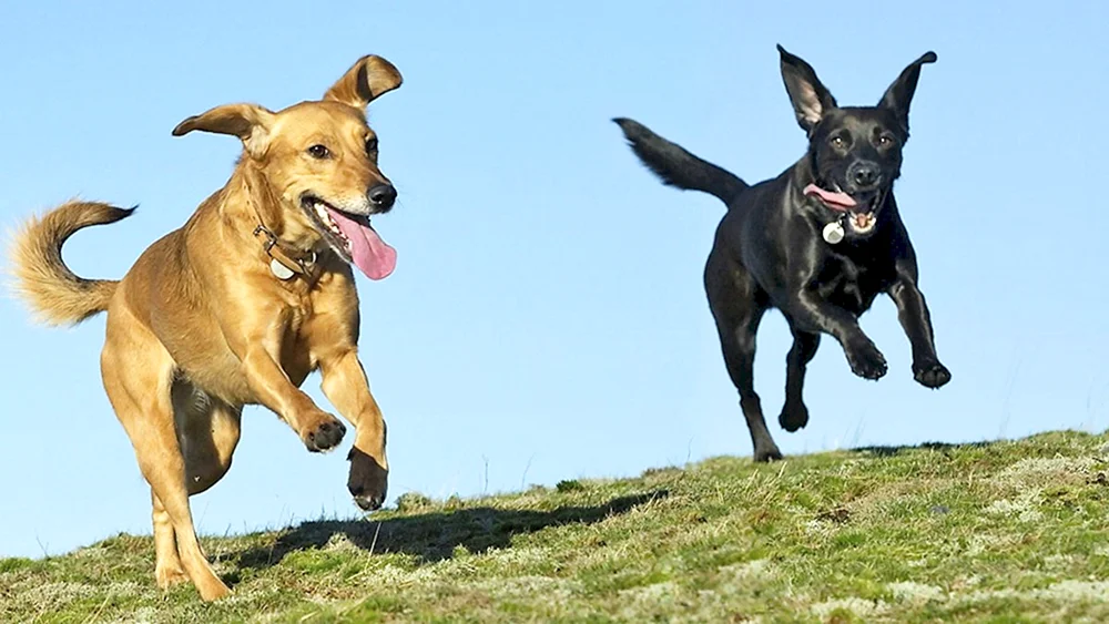 Hund läuft
