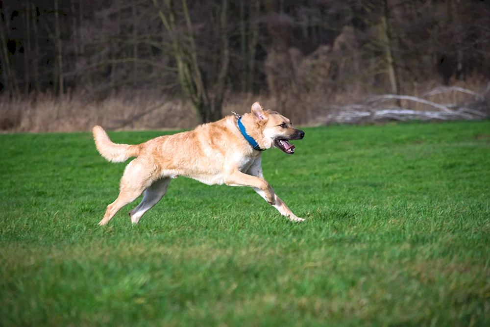 Hund läuft