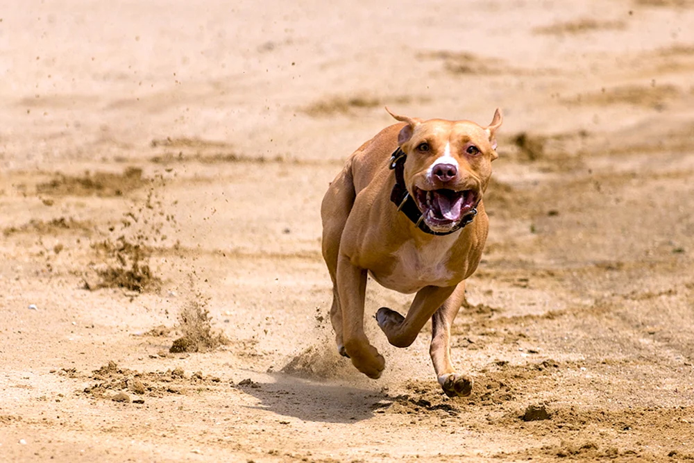 Hund läuft