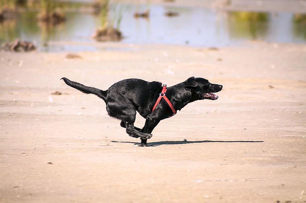Hund läuft