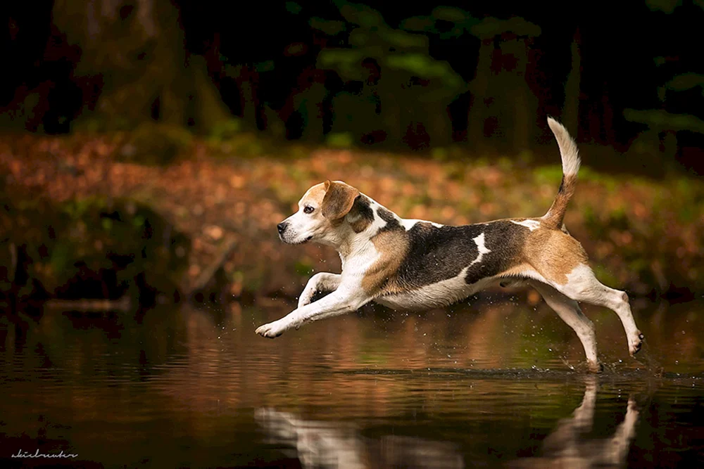 Hund laufend