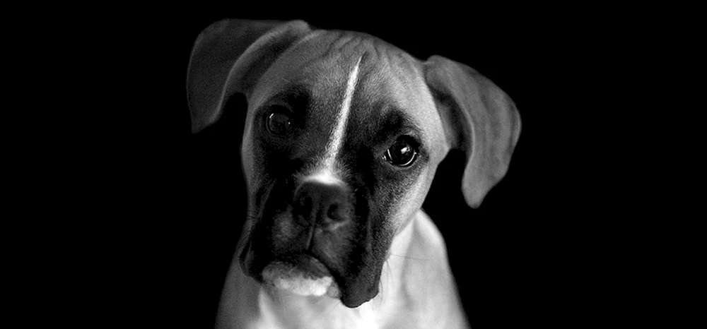 Hund bb