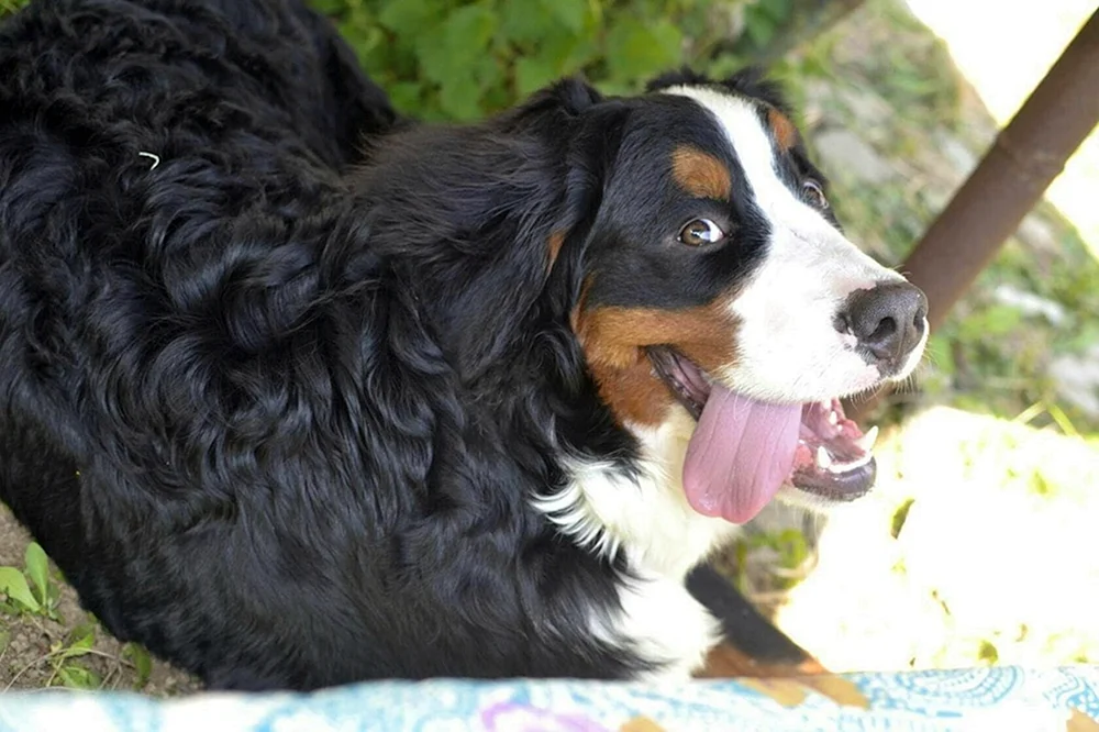 Schwarzer Hund. mit braun und weiß