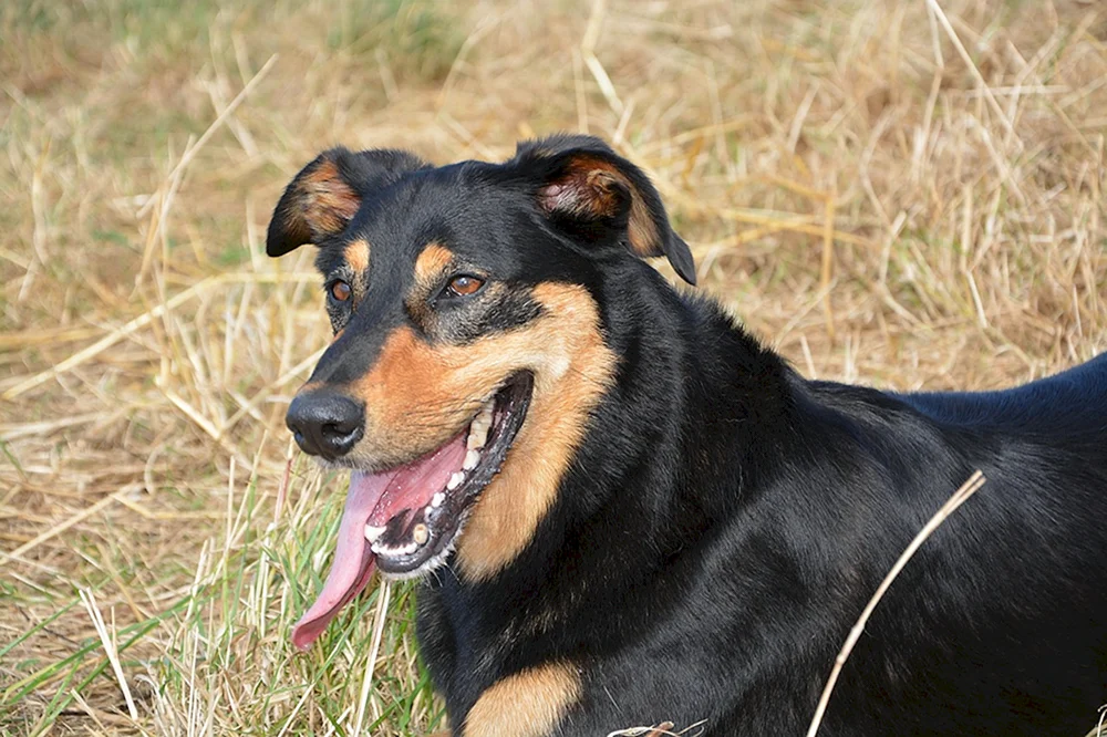 Hund schwarz mit rot
