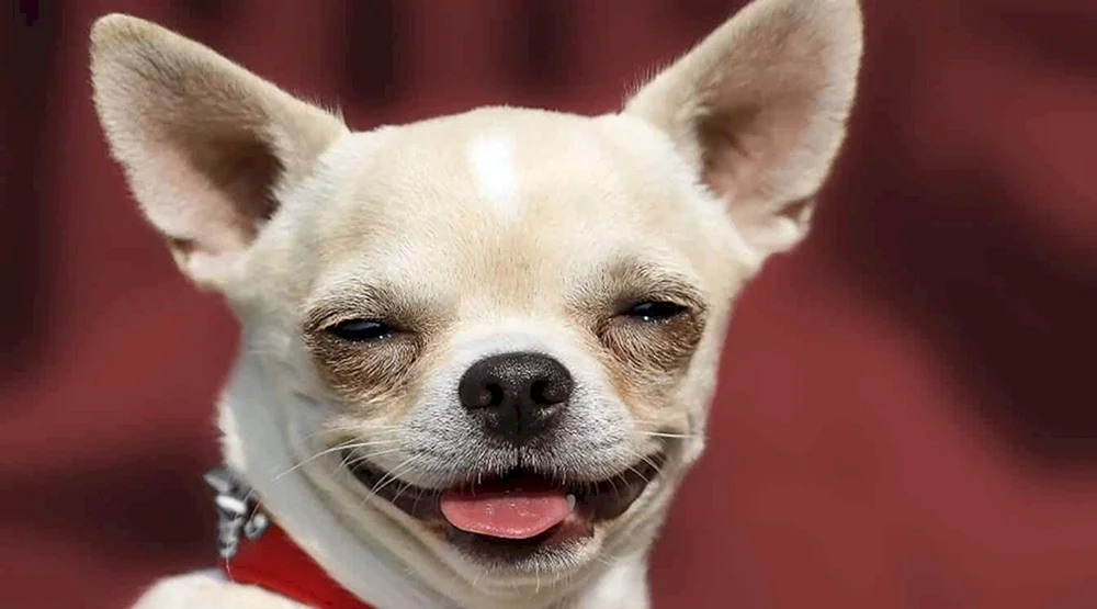 Chihuahua Hua Hua
