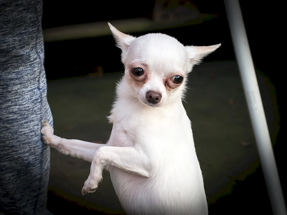 Kahler Chihuahua